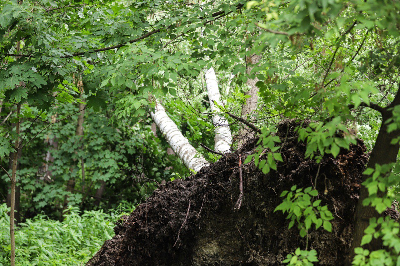 В Подмосковье сильный ветер повалил более 120 деревьев