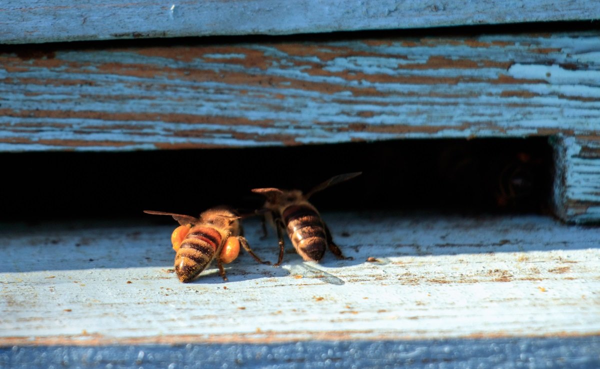 Врач посоветовала охлаждать место укуса пчелы или осы