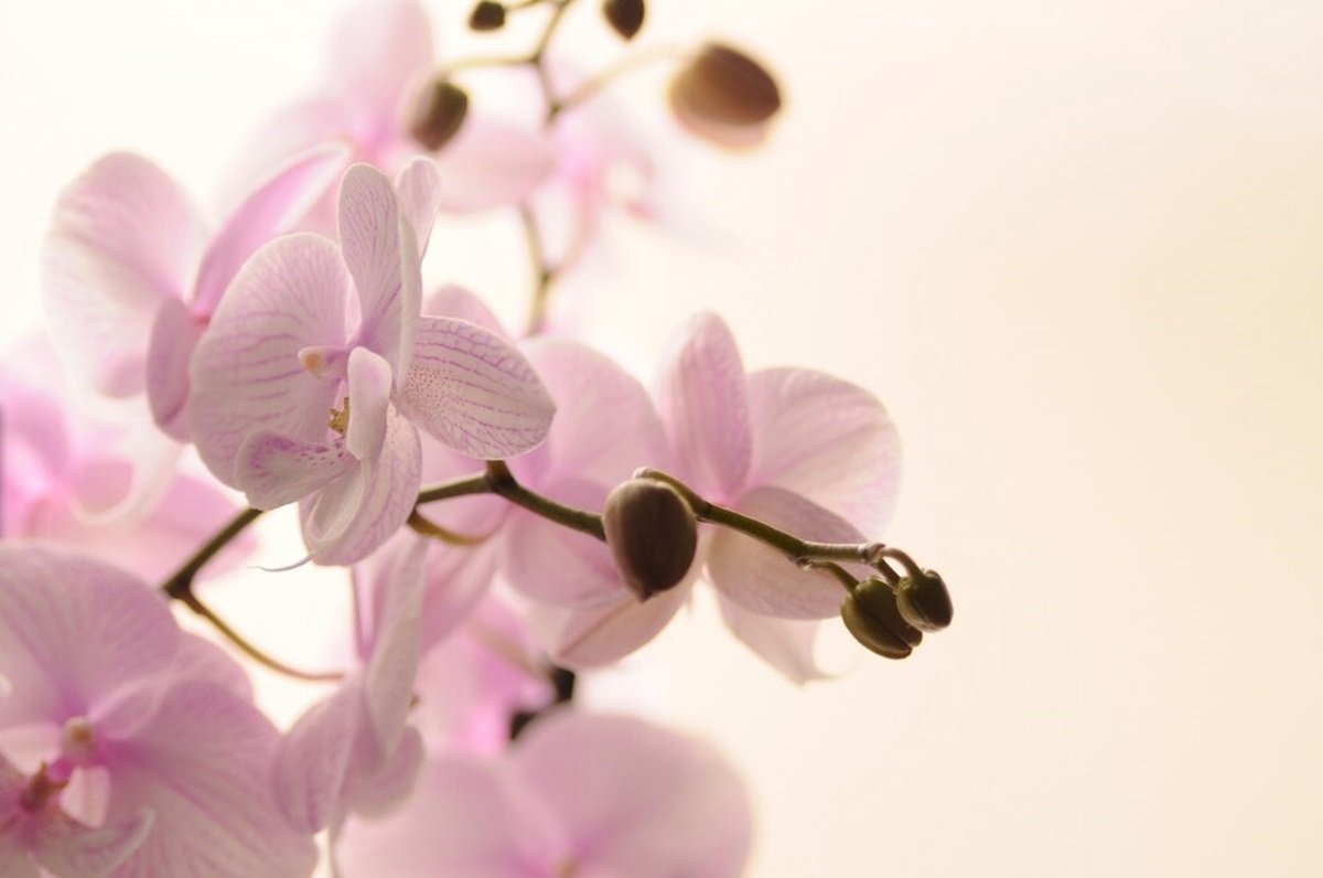 Эксперт: орхидеям для цветения требуется специальный грунт и редкий полив