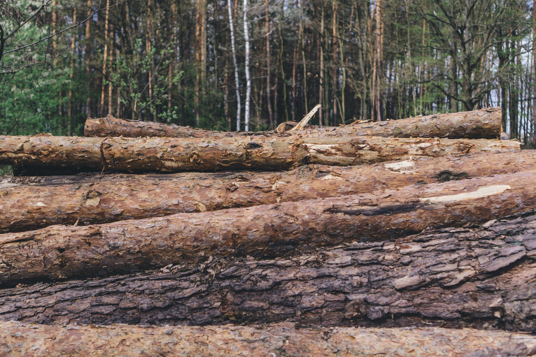 В Финляндии уничтожат участок леса длиной в 120 км для установки забора на границе с Россией