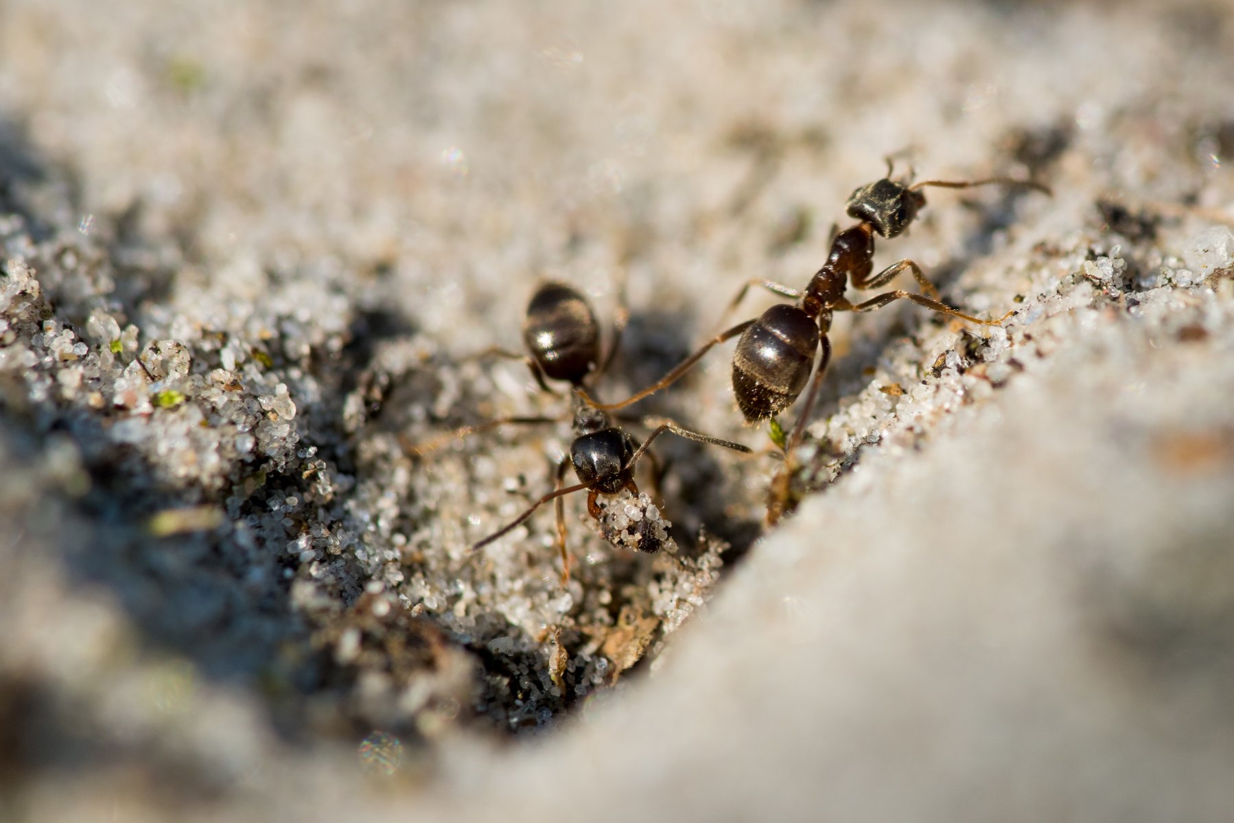 В Москве наблюдается пик активности крылатых муравьев