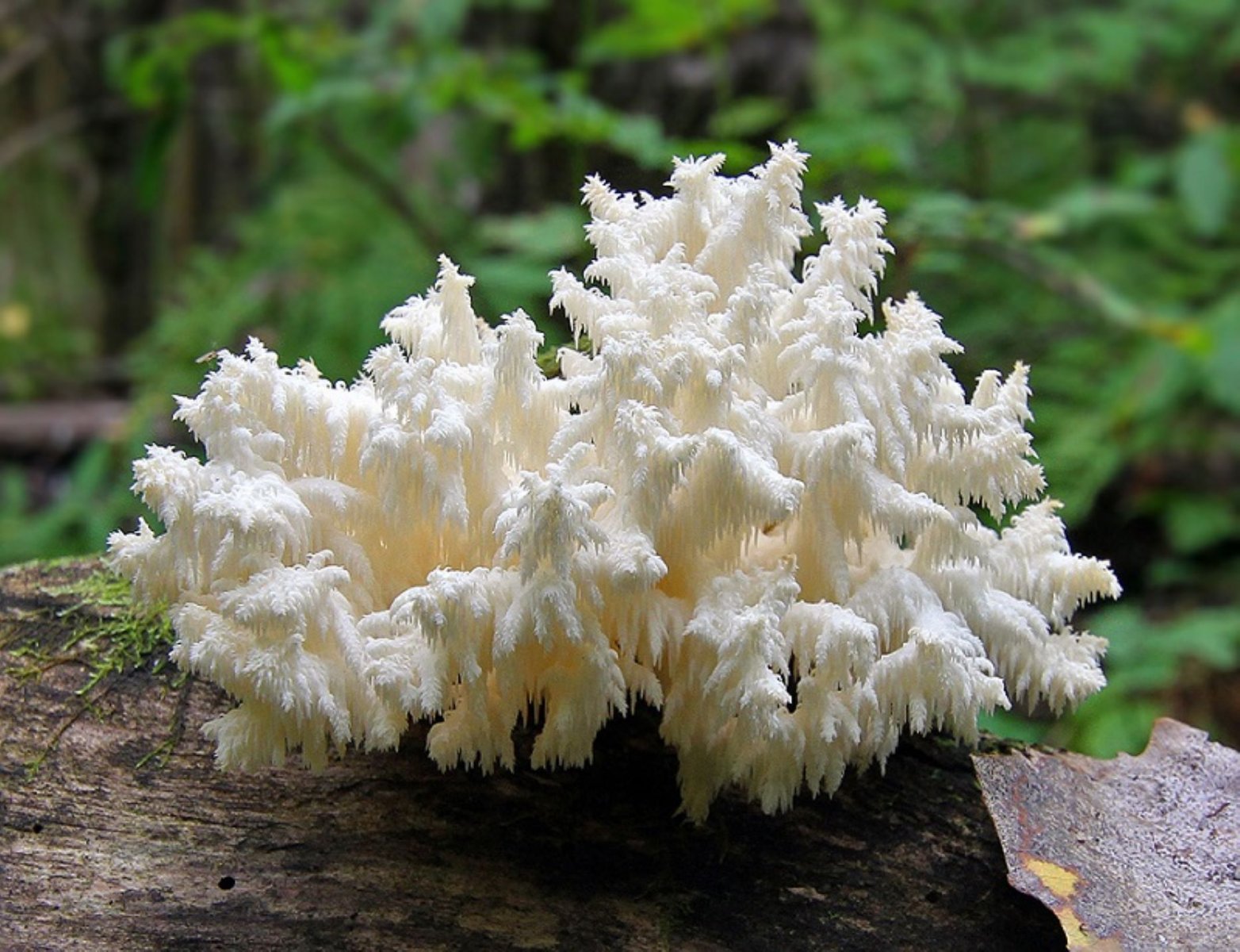 В подмосковных лесах обнаружили краснокнижный гриб ежовик коралловидный