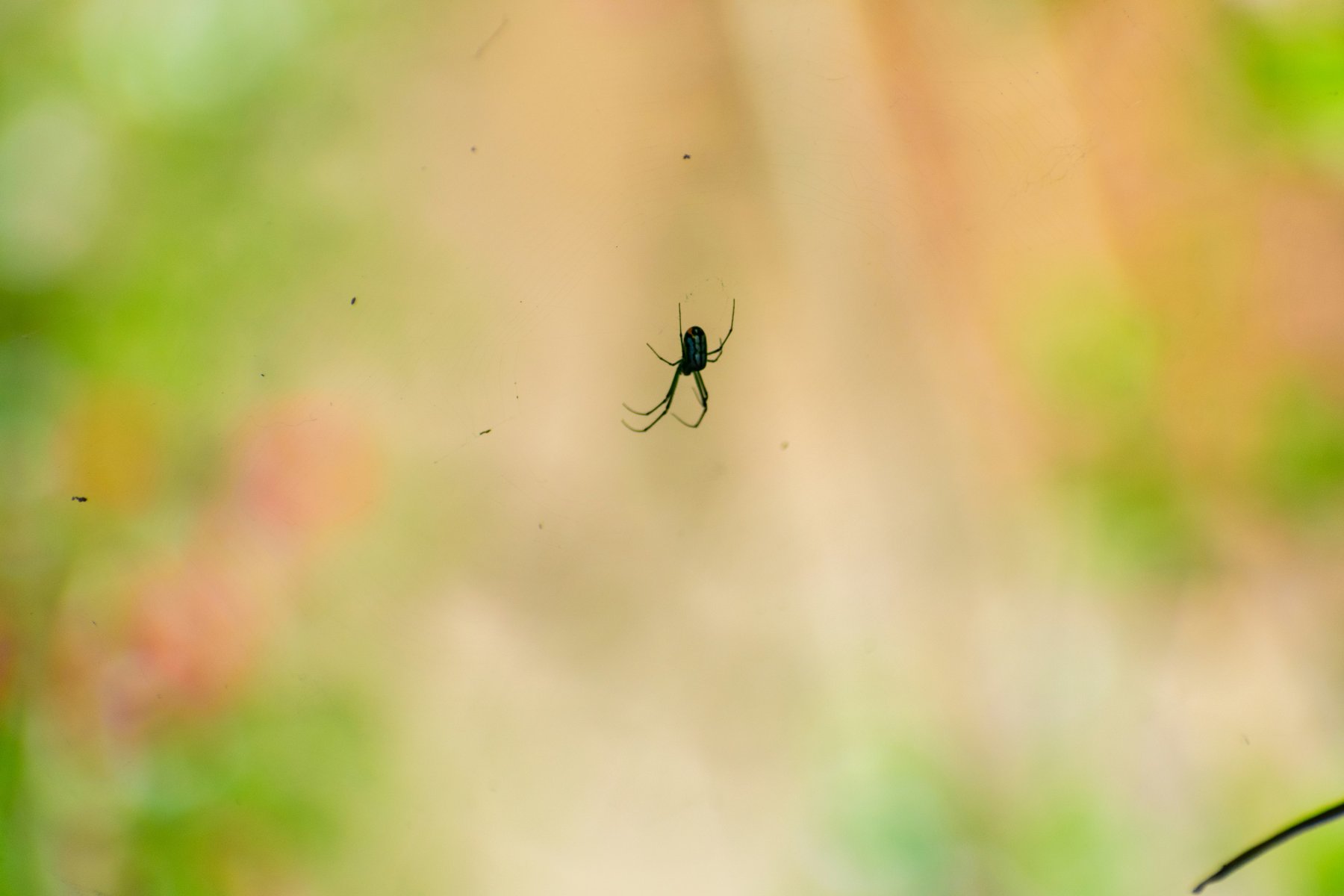 Экзотического паука с выводком обнаружила жительница ТиНАО в купленных фруктах
