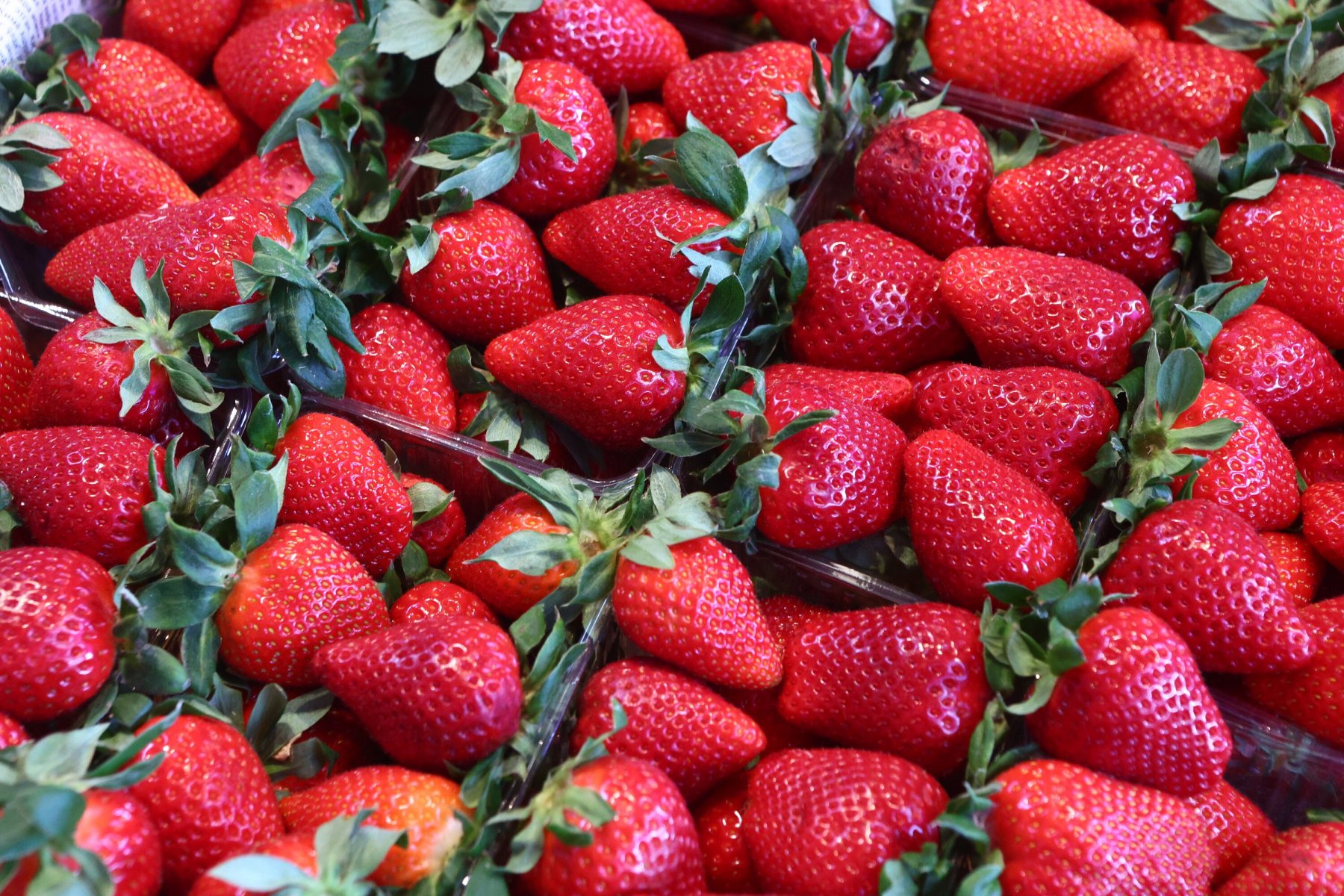 В Подмосковье уже собрали 303 тонны урожая ягод