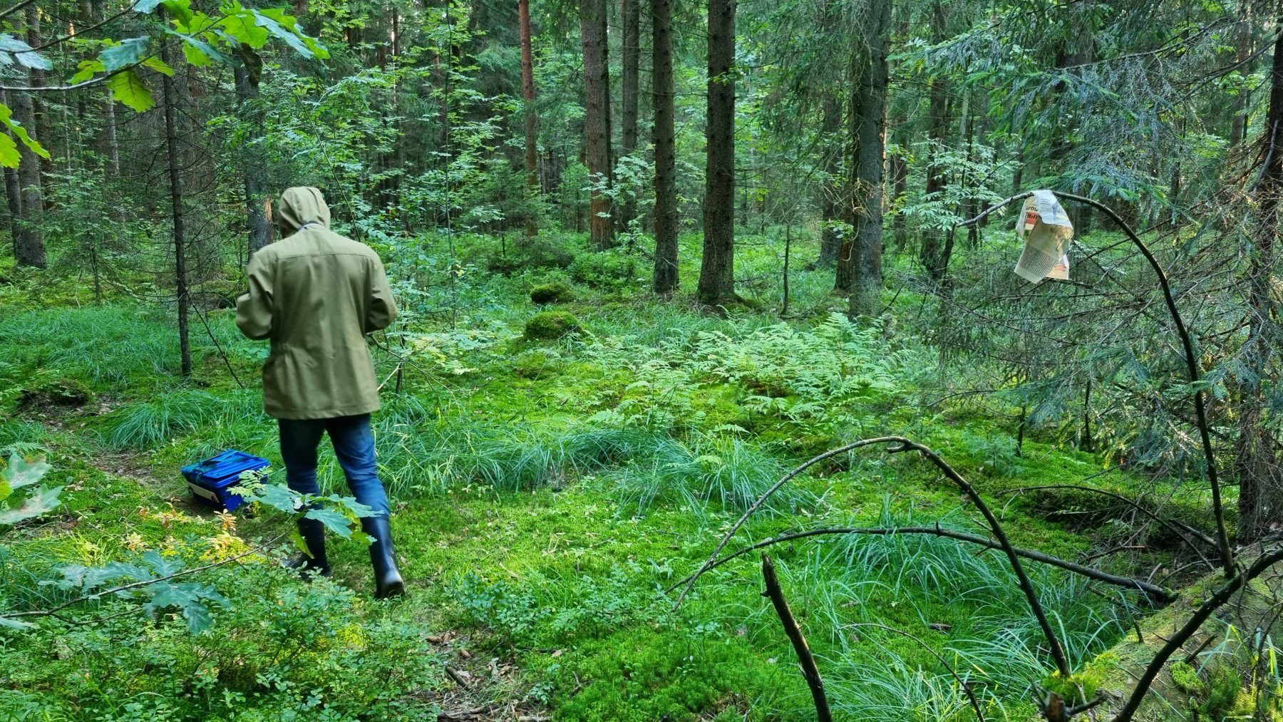 Как действовать, если потерялся в лесу? Объясняет эксперт по выживанию
