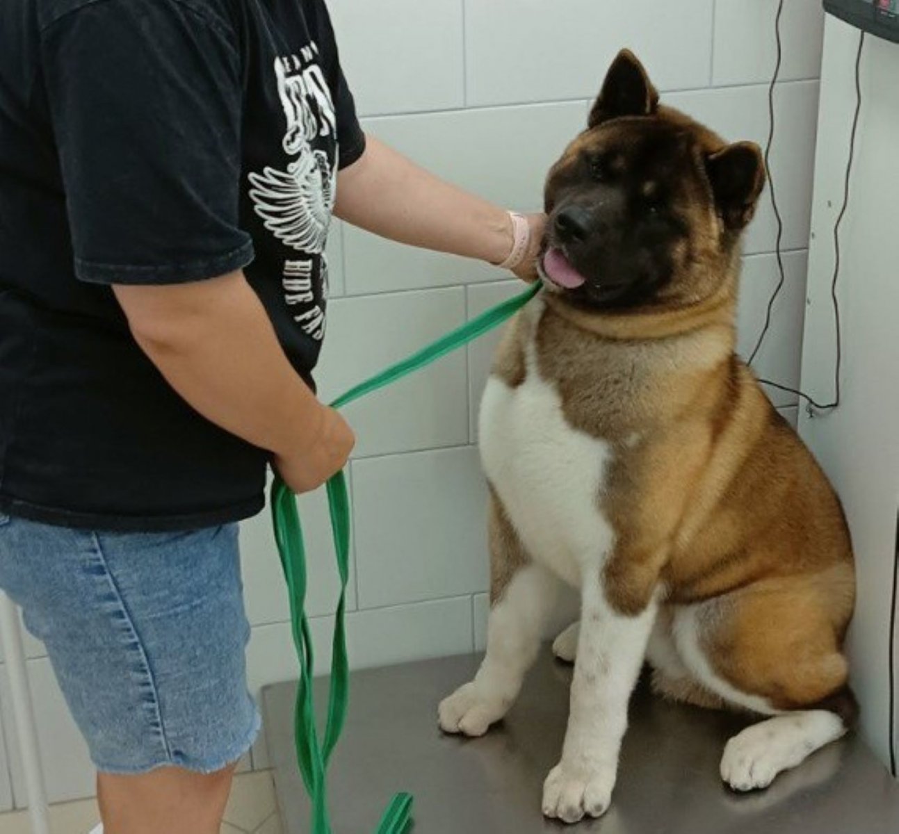 В Люберцах ветеринары вылечили пса Вируса после укуса змеи