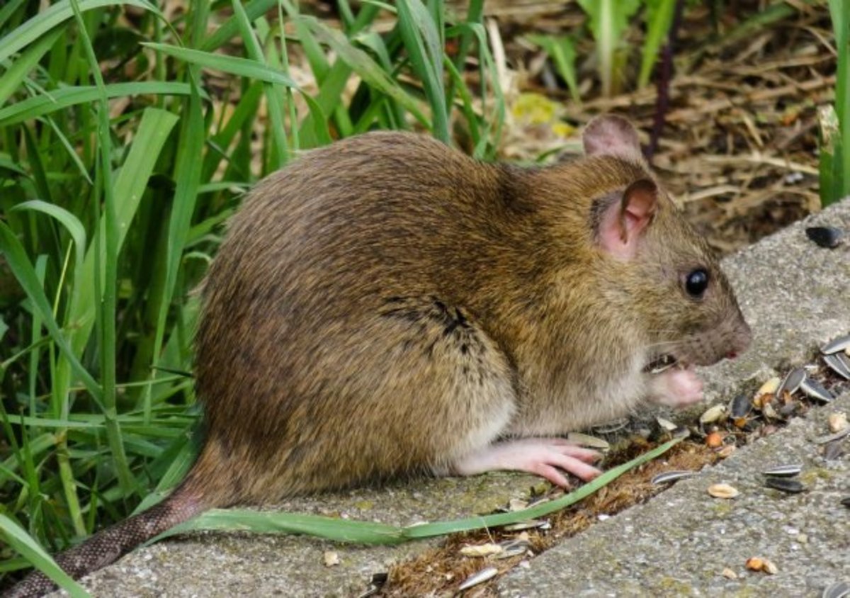 Видео: Гигантские «крысы-акробаты» пугают жителей Подмосковья