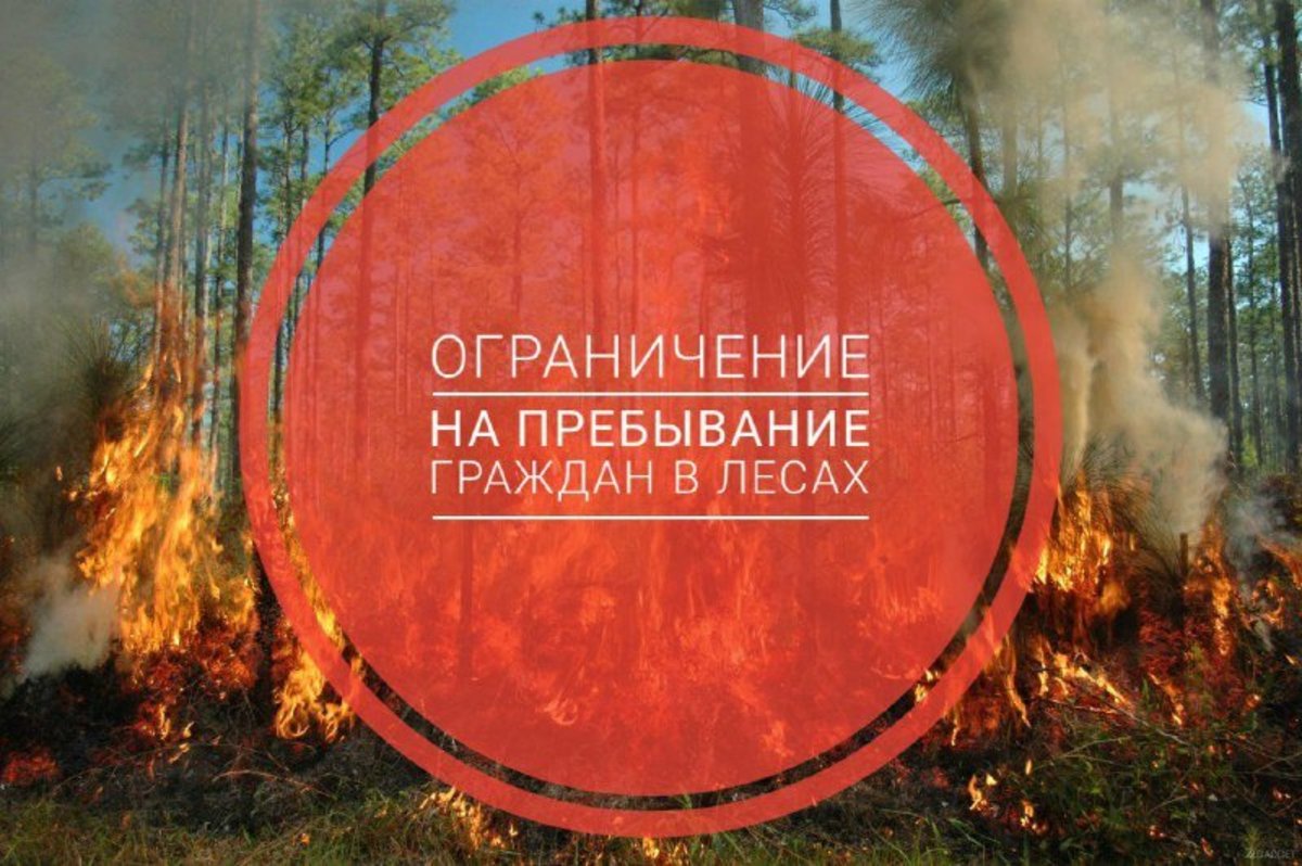 В подмосковных лесах ограничили пребывание граждан и въезд в них транспорта 