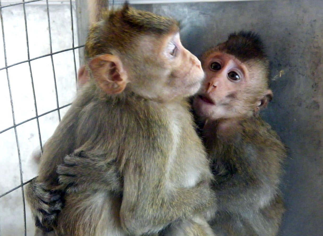 Испанские ученые создадут в Китае человека-обезьяну