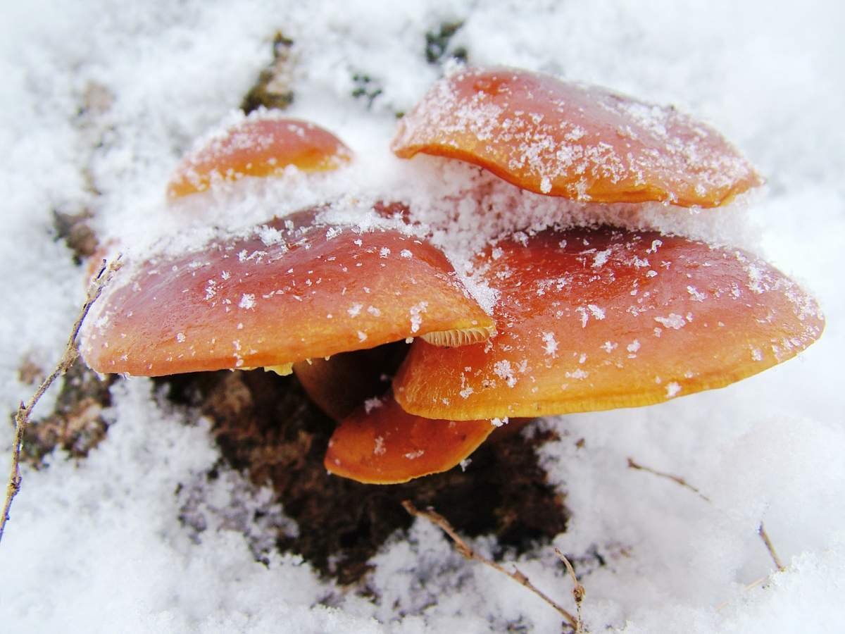 В Подмосковье закончился сезон зимних грибов