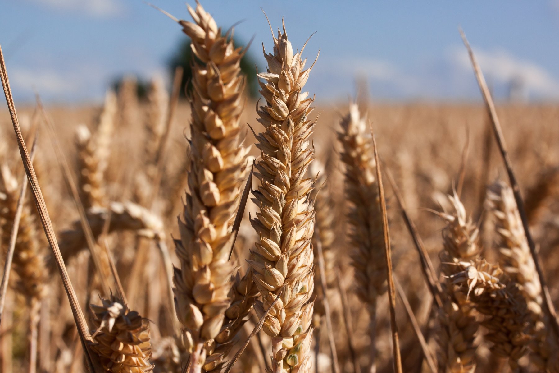В Сергиевом Посаде задержали подозреваемых в краже двух тонн пшеницы