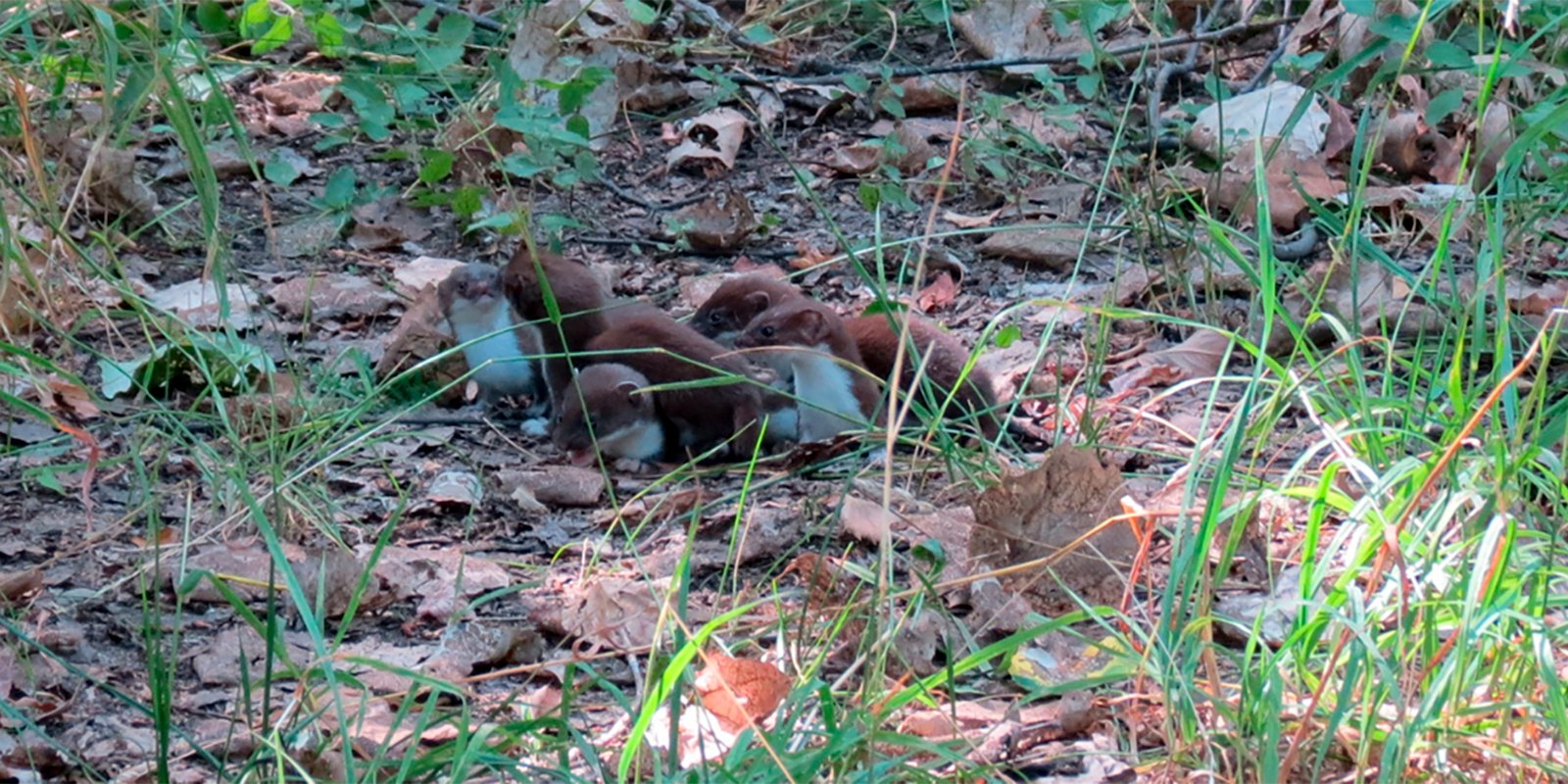 В Косинском парке обнаружили щенков ласок 