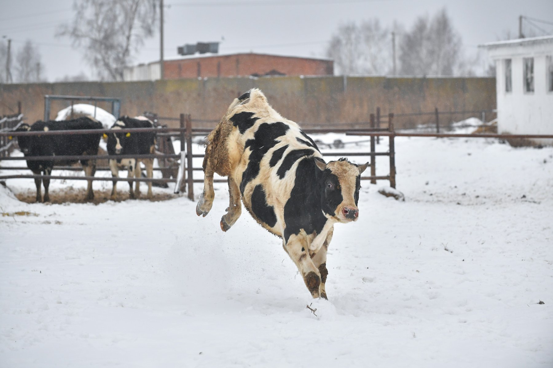 В Подмосковье запас корма на зиму для скота составил 72% от потребности