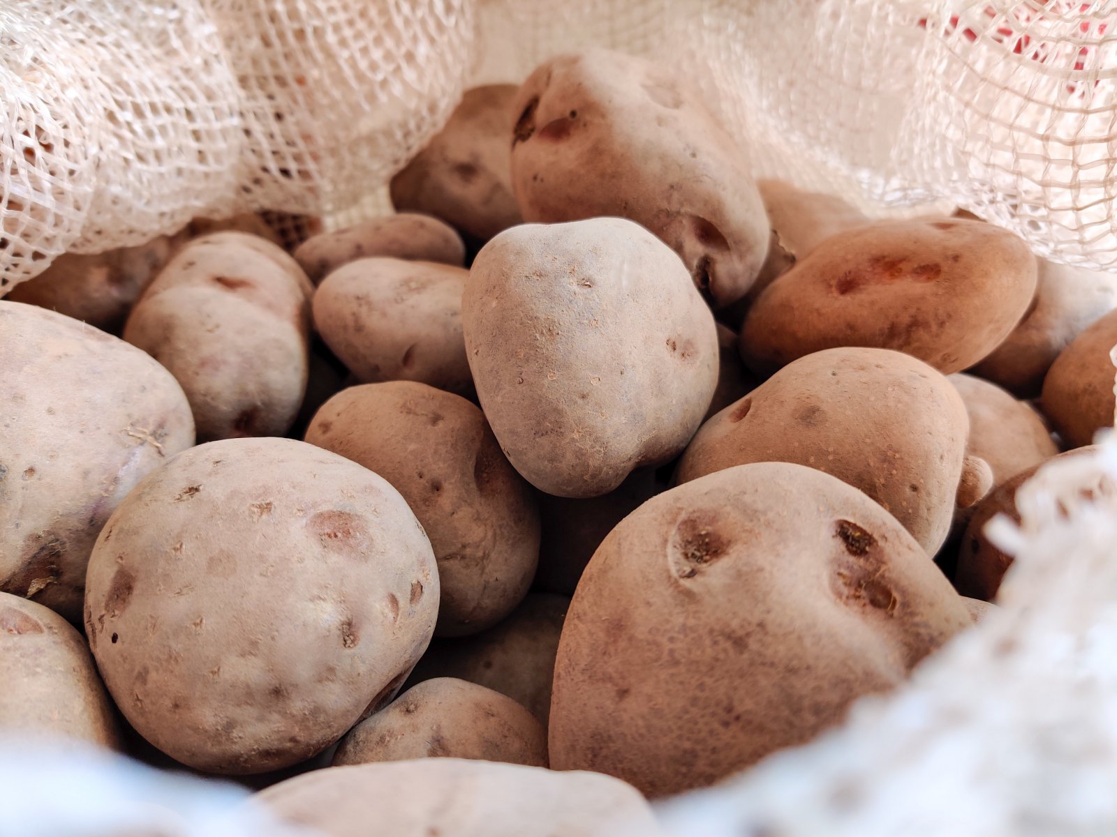 В этом году в Подмосковье собрали 363,1 тысячи тонн картофеля