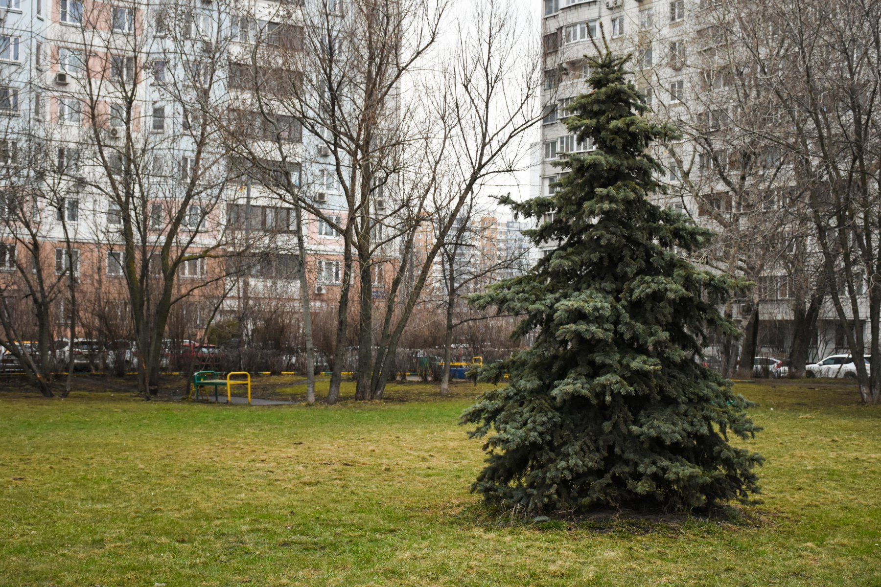 Под московской. Ведом фото.