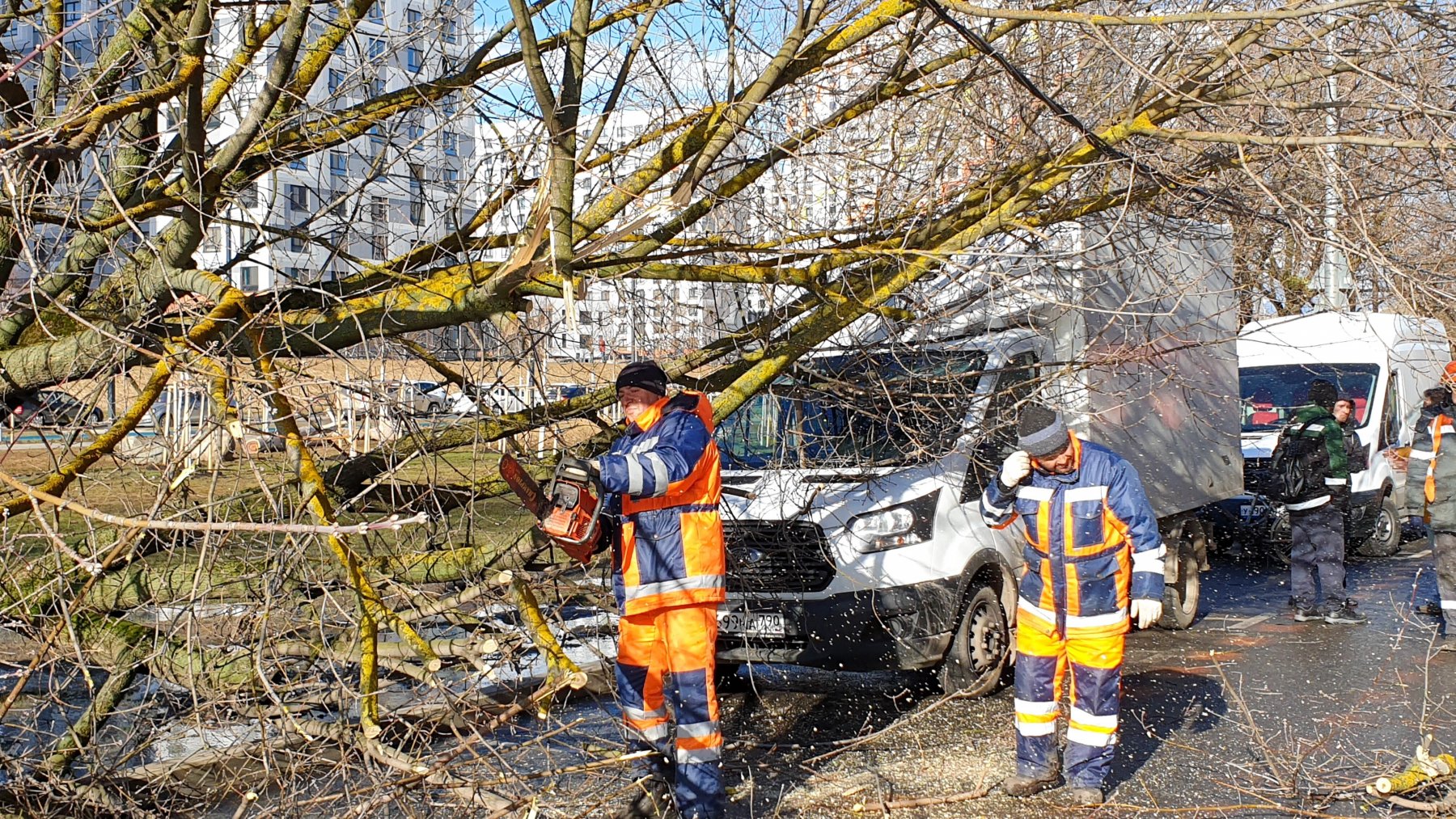 В Москве сильный ветер повалил 49 деревьев за сутки
