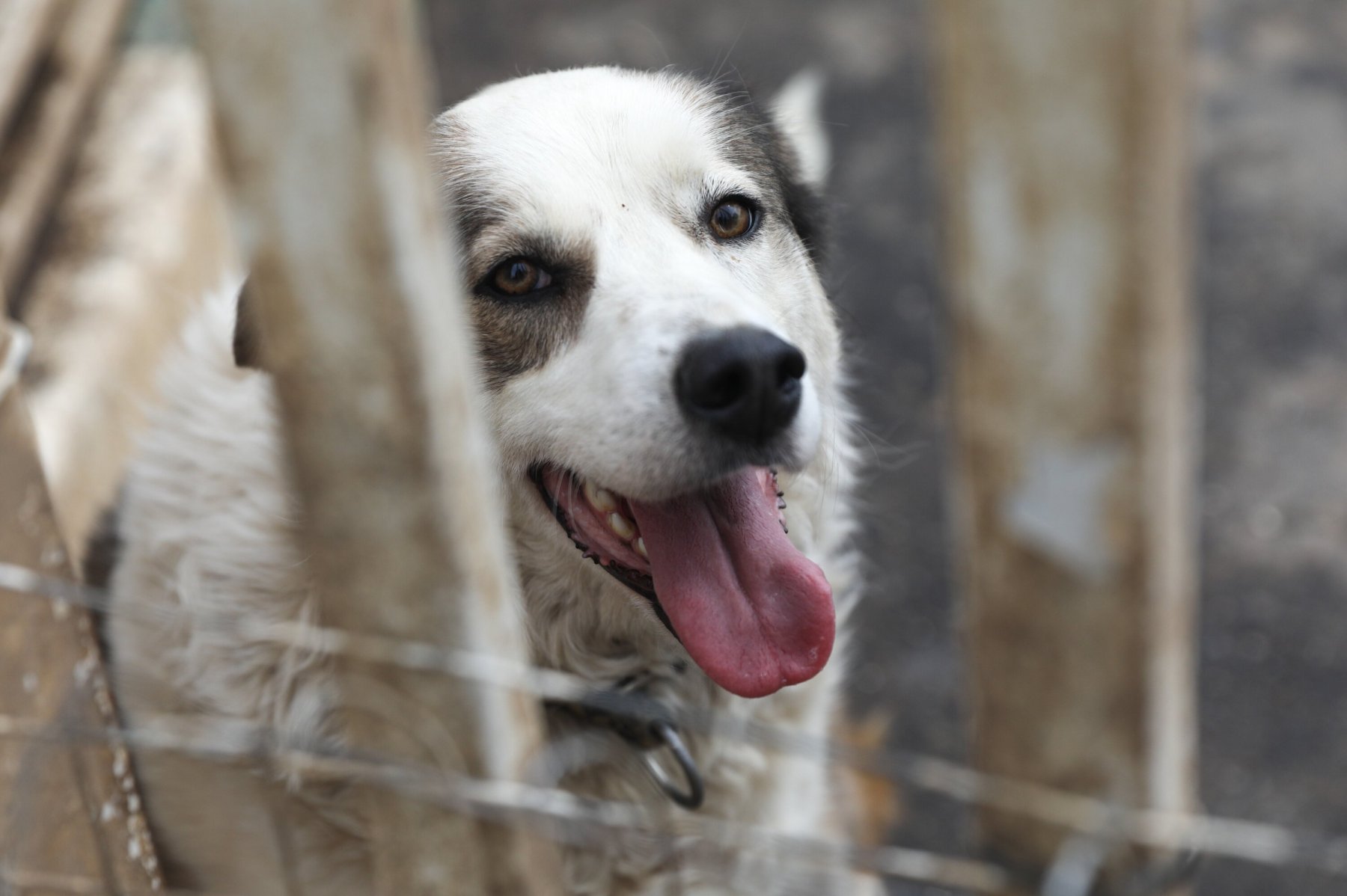 В Дмитровском округе спасатель вытащил из канавы собаку