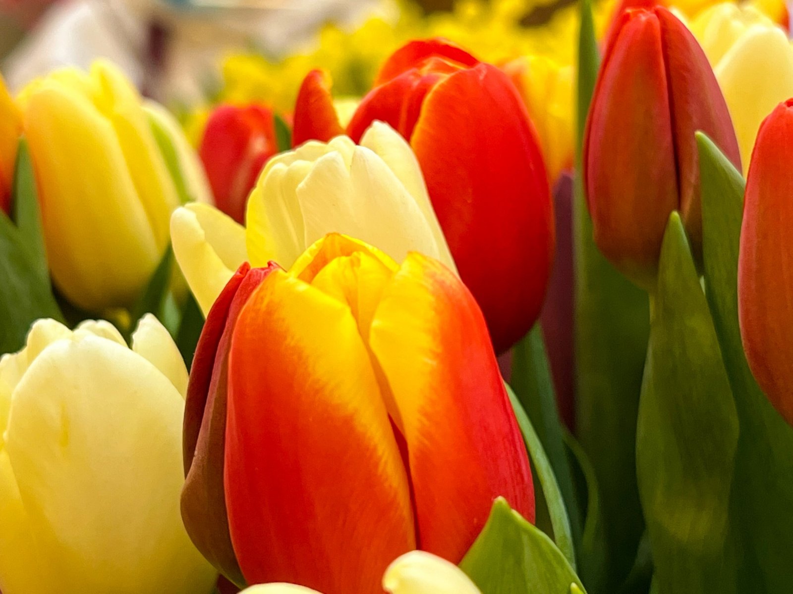 Весной в Московской области высадят более 6 млн цветов