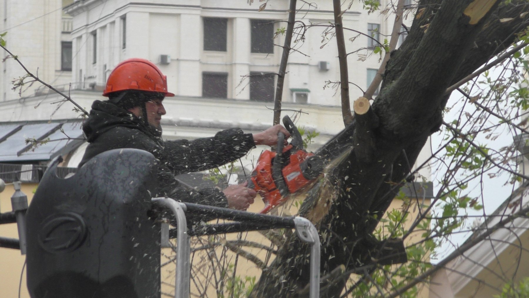 В Подмосковье спилили свыше 400 сухостойных аварийных деревьев