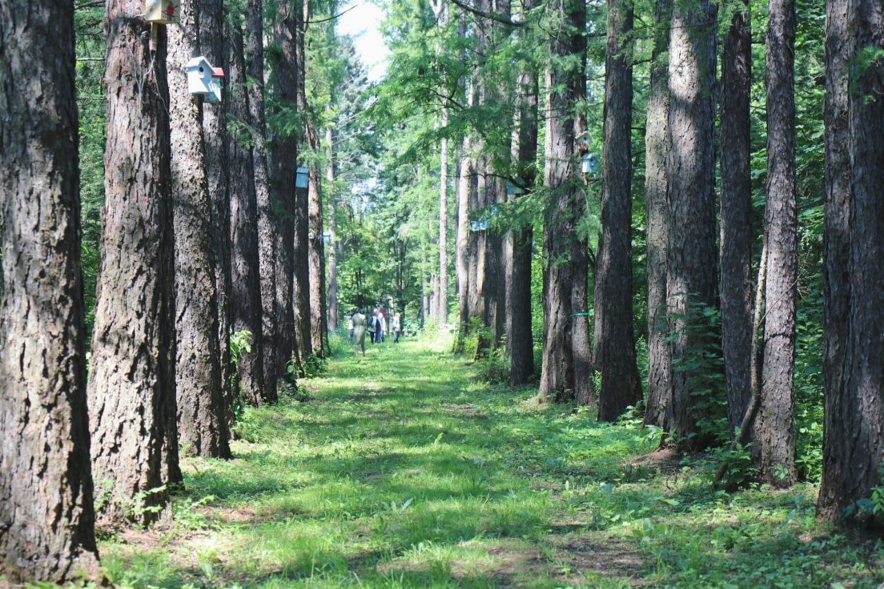 Ивантеевский лесопитомник планирует получить около 2 тысяч саженцев лиственницы