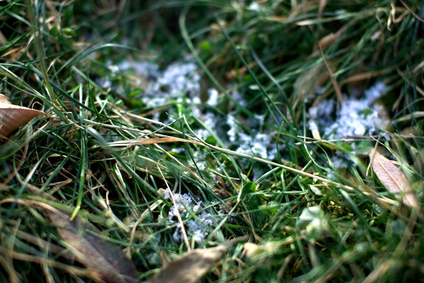 В Подмосковье прогнозируют заморозки к концу недели