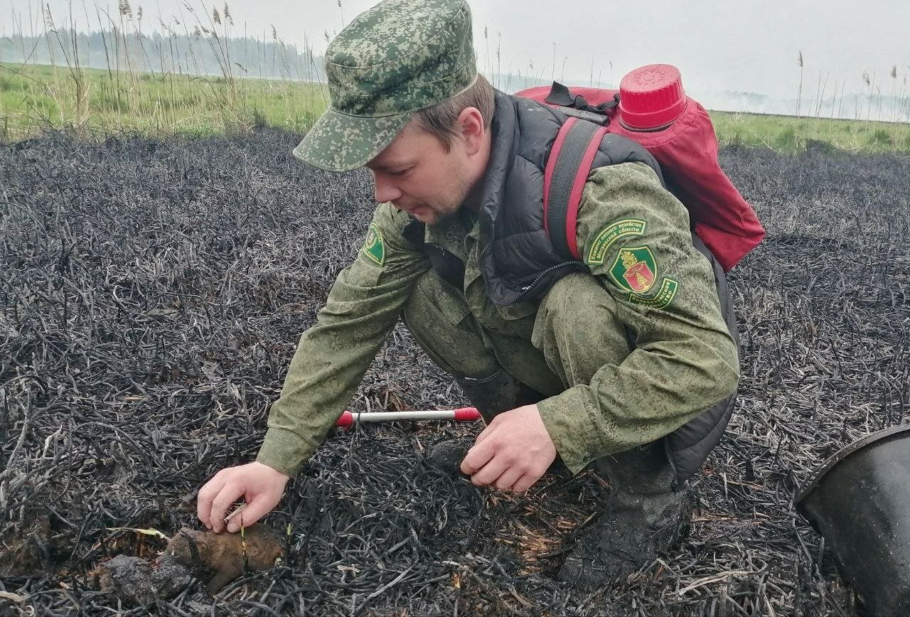 Сотрудники лесной охраны в Волоколамске спасли из огня трех лисят  