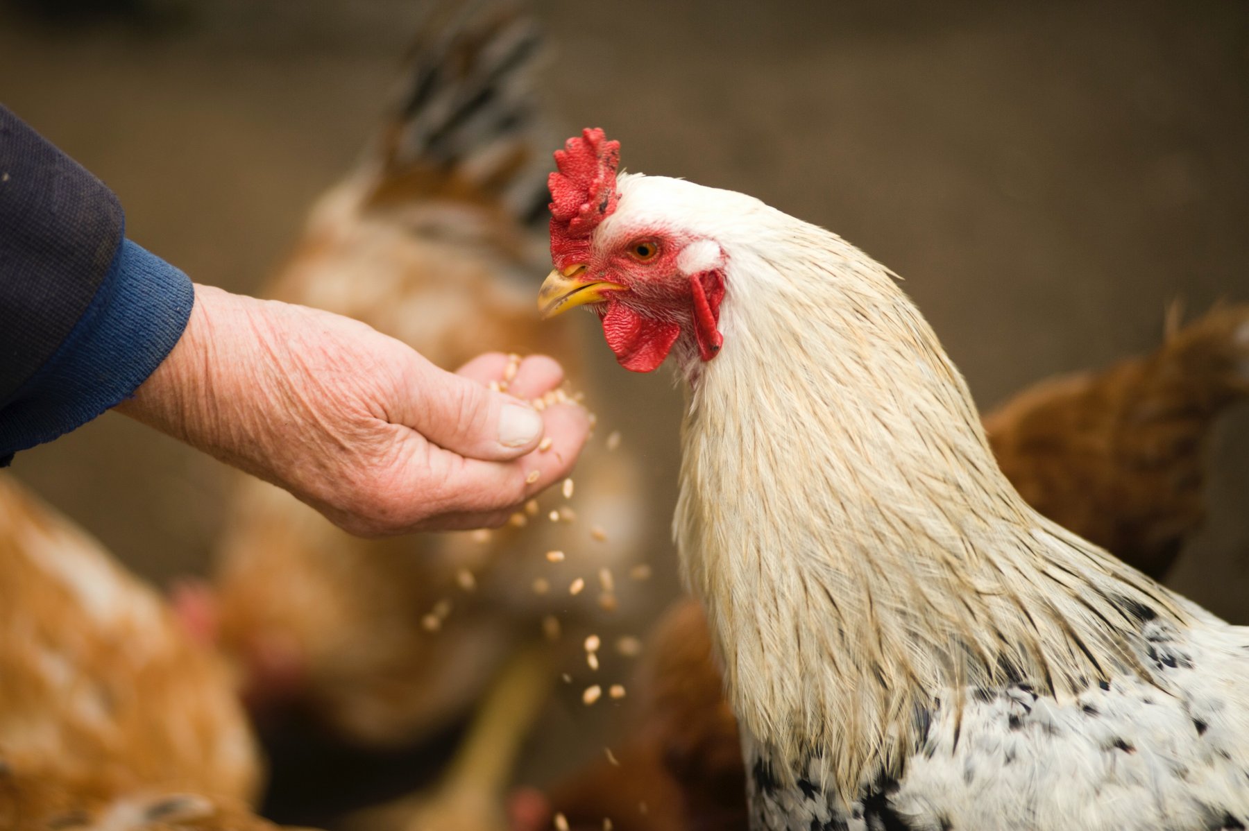 Производство мяса птиц в Подмосковье увеличилось на 4% 