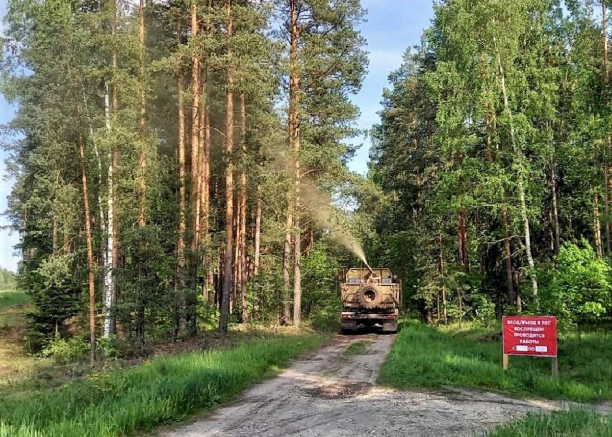 Леса на востоке Подмосковья обработают от непарного шелкопряда с 4 по 10 июня