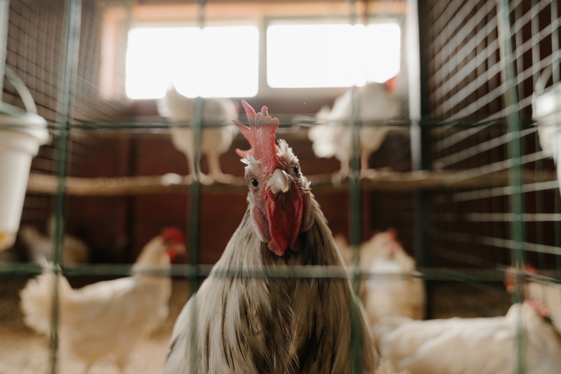 Подмосковье намеревается экспортировать мясо курицы в Китай