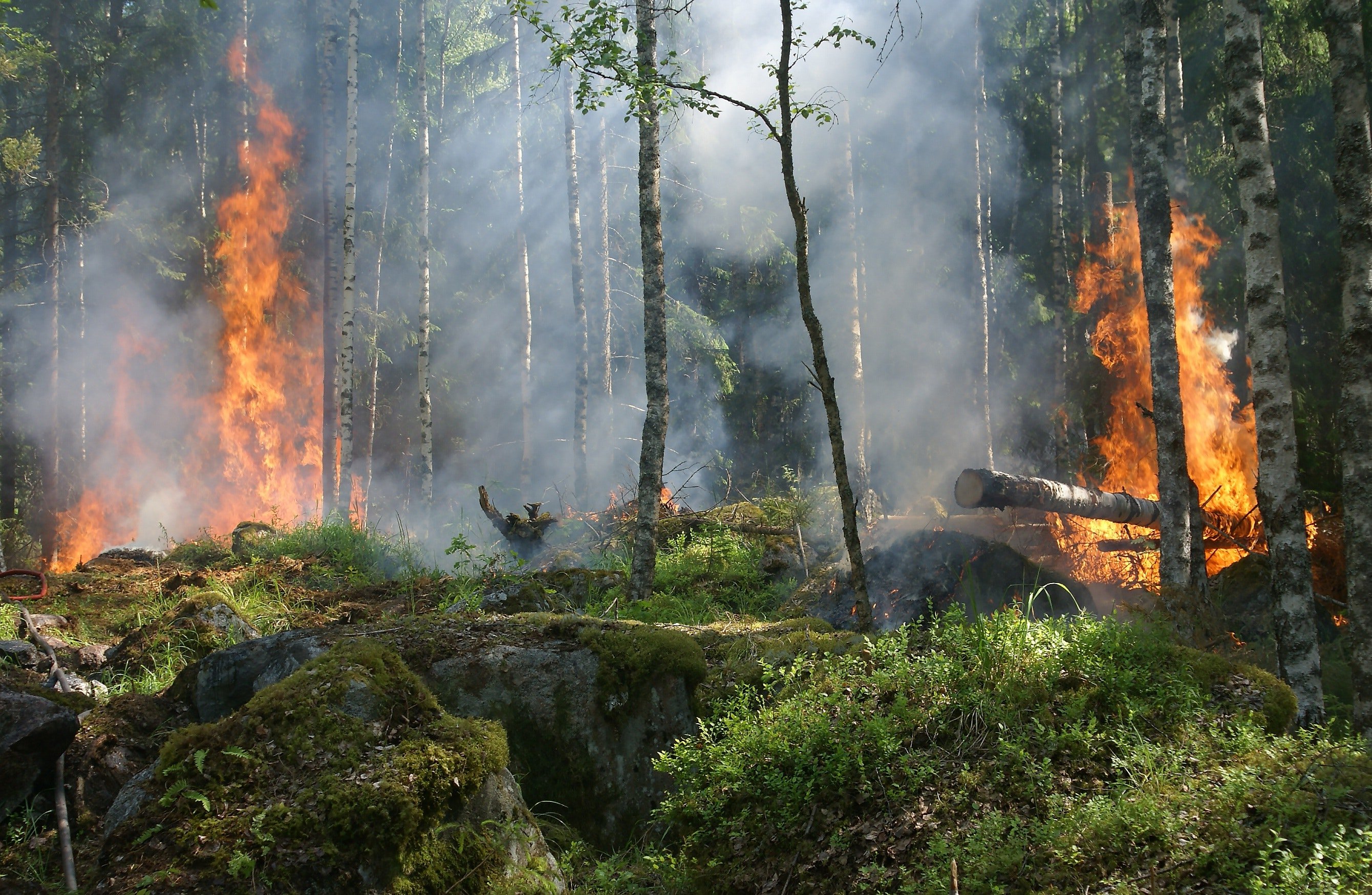 Штраф за нарушение противопожарных правил в подмосковных лесах увеличен в 10 раз 