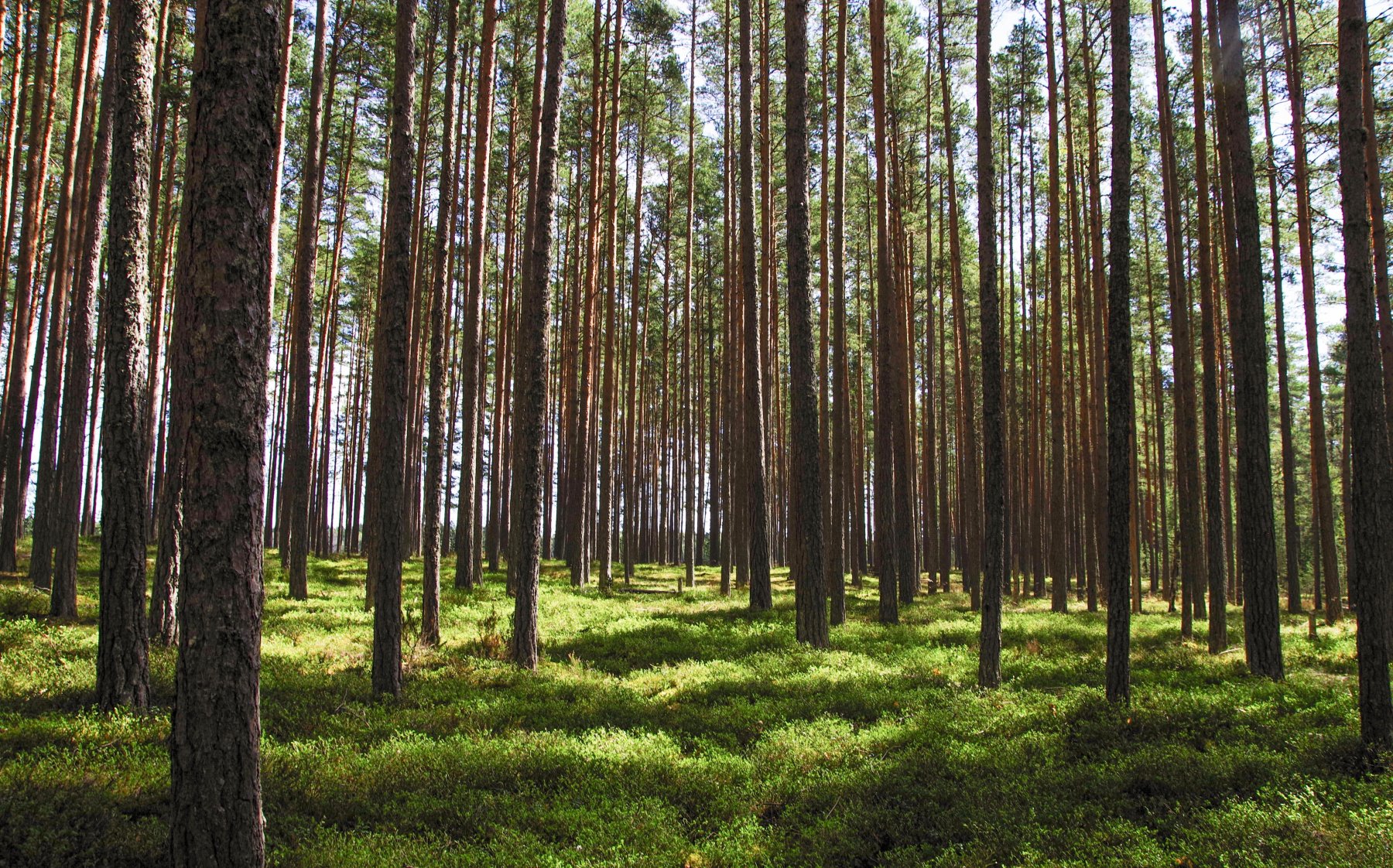 Подмосковье улучшает свои позиции в области эффективности использования лесных ресурсов