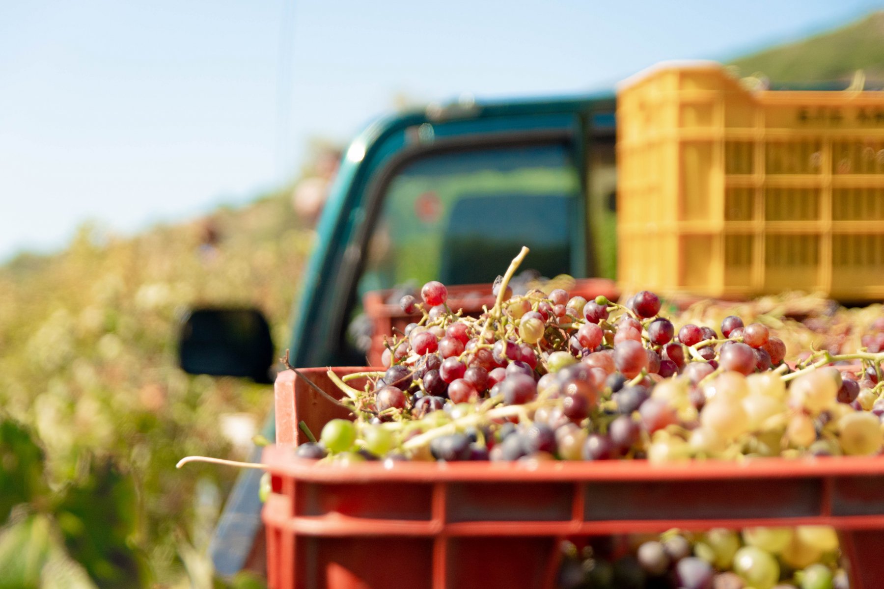 Коломенское фермерское предприятие начало выращивать виноград