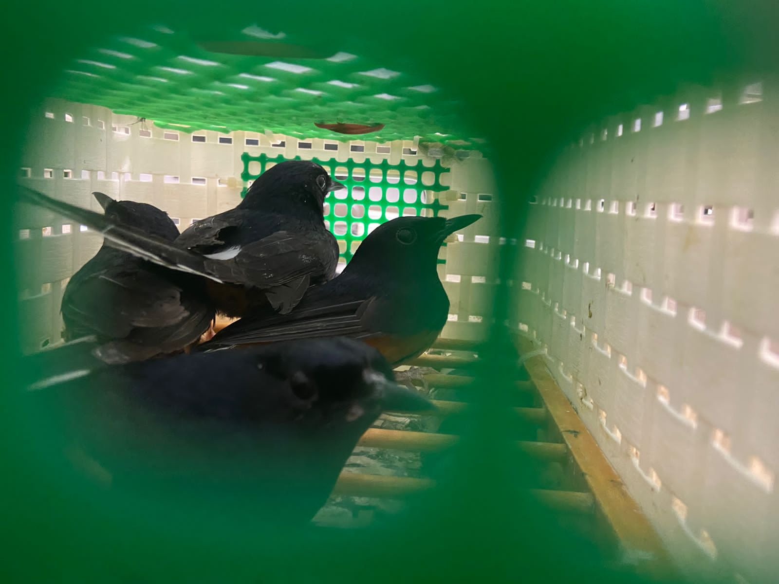Во Внуково пресечена попытка контрабанды птиц из Вьетнама