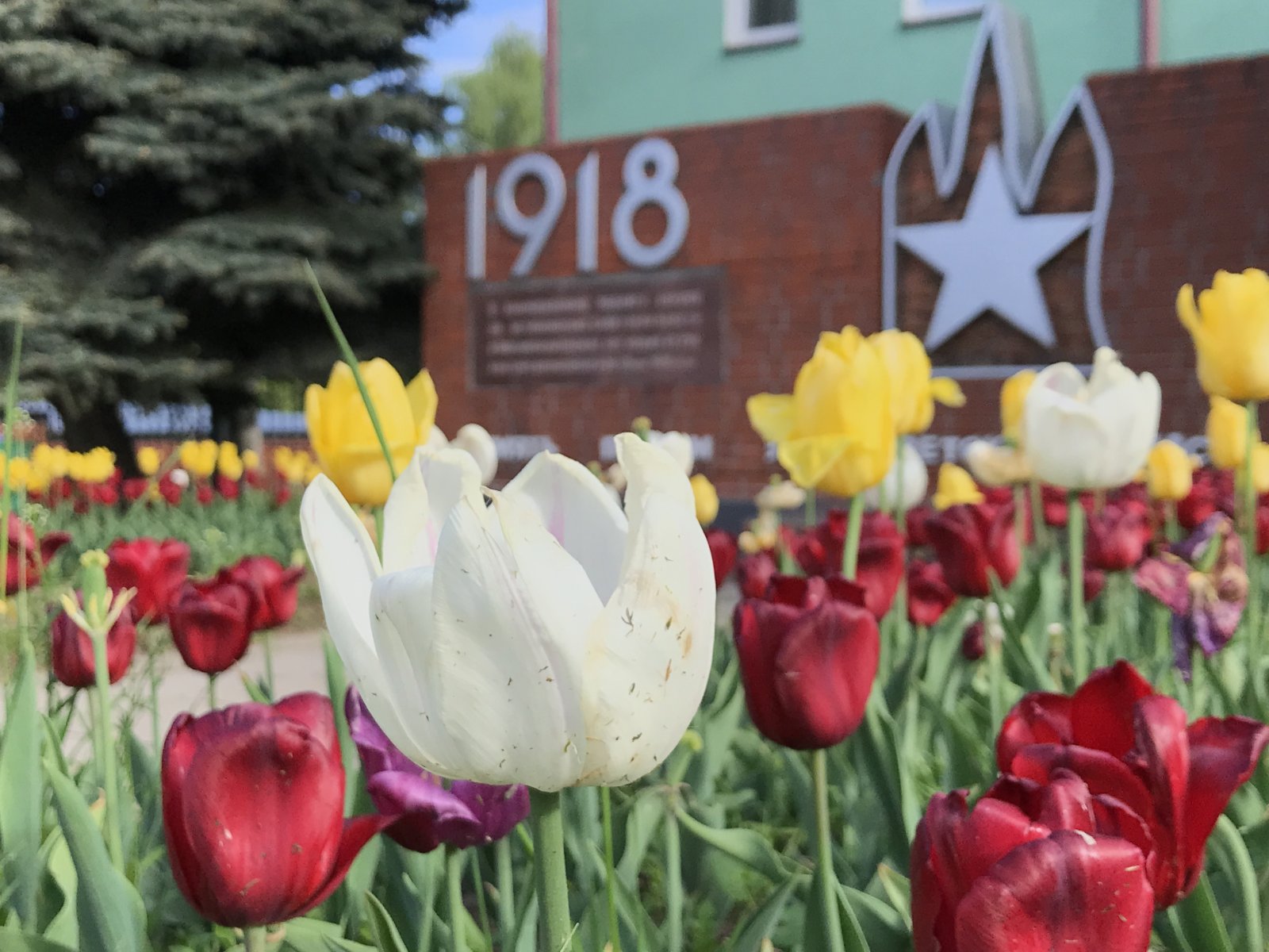 В Москве высажено 55 млн цветов в этом году 