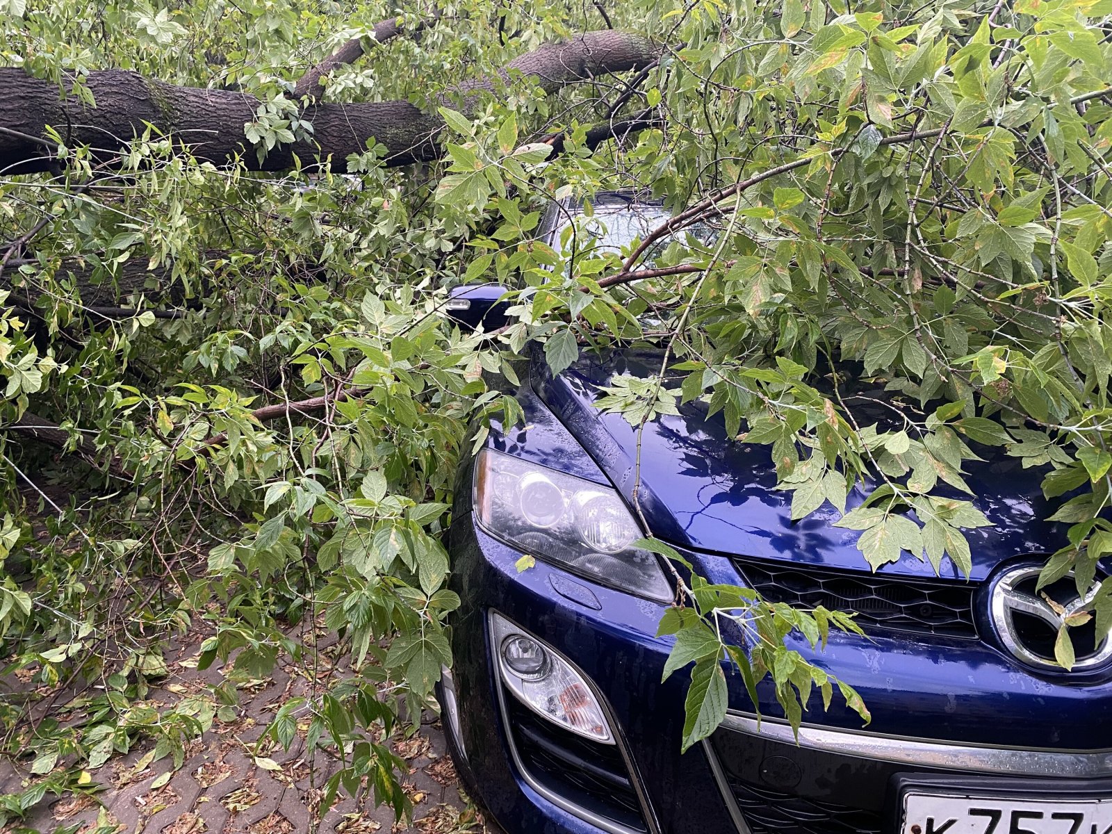 Из-за непогоды в Подмосковье пострадали почти 30 автомобилей 