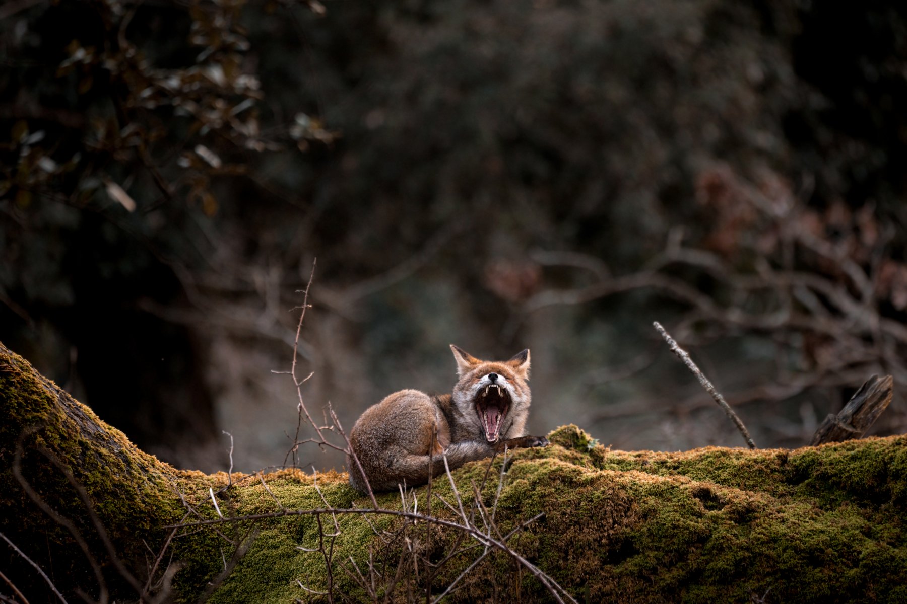 Дикие лисы стали чаще нападать на домашних животных в Подмосковье