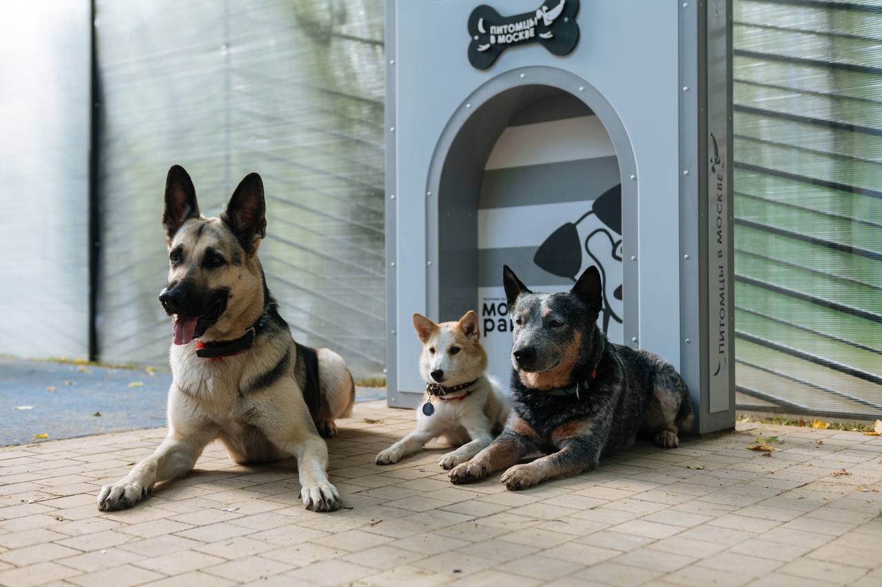 Возле строящихся площадок для выгула собак в Москве курсирует мобильный пункт ветеринарии 