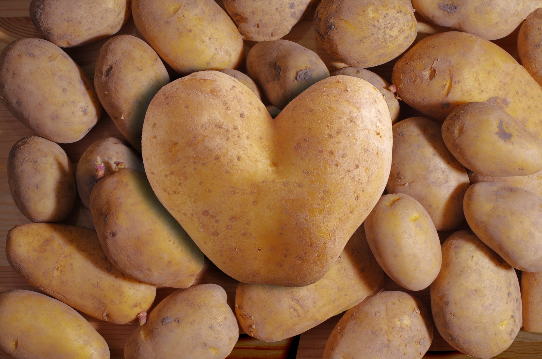 В Московской области ожидают урожай картофеля в размере 400 тысяч тонн