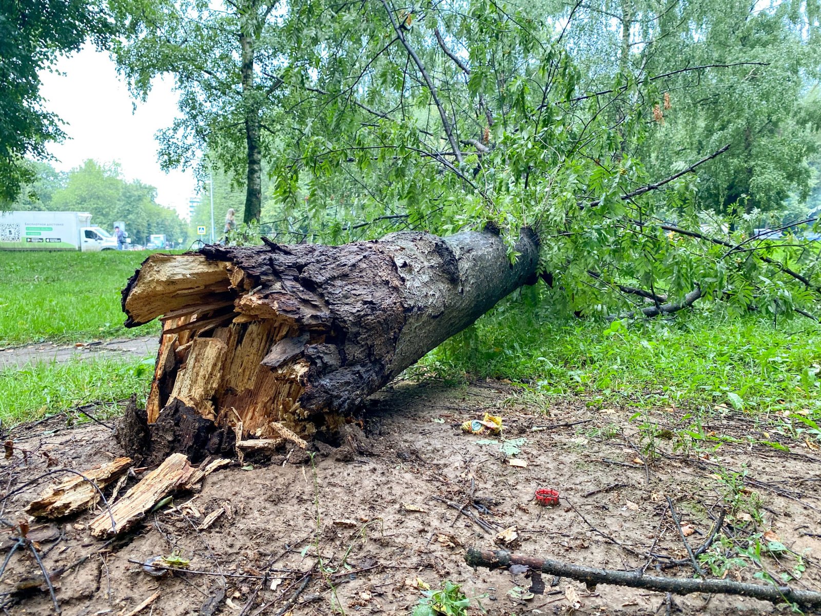 В Серпухове упавшее дерево травмировало ребенка 