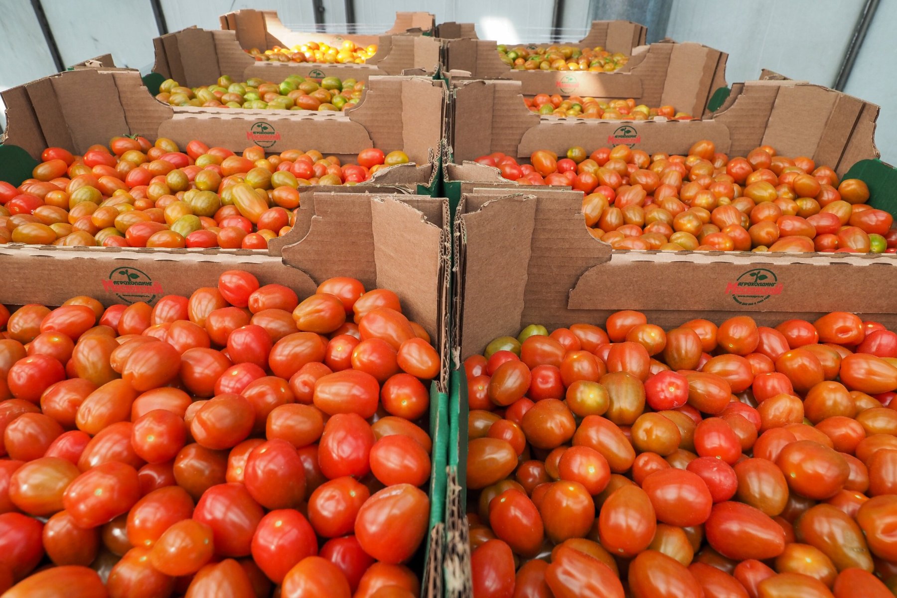 Жителям Подмосковья рассказали, как не остаться без урожая помидоров