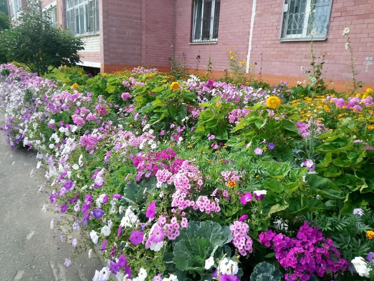 На звание «Лучший сад во дворе Подмосковья» претендуют дворы жителей двух домов Ивантеевки