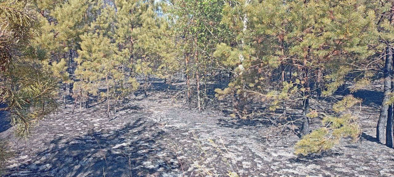 В Подмосковье ликвидировали 10 лесных пожаров за первые выходные сентября 