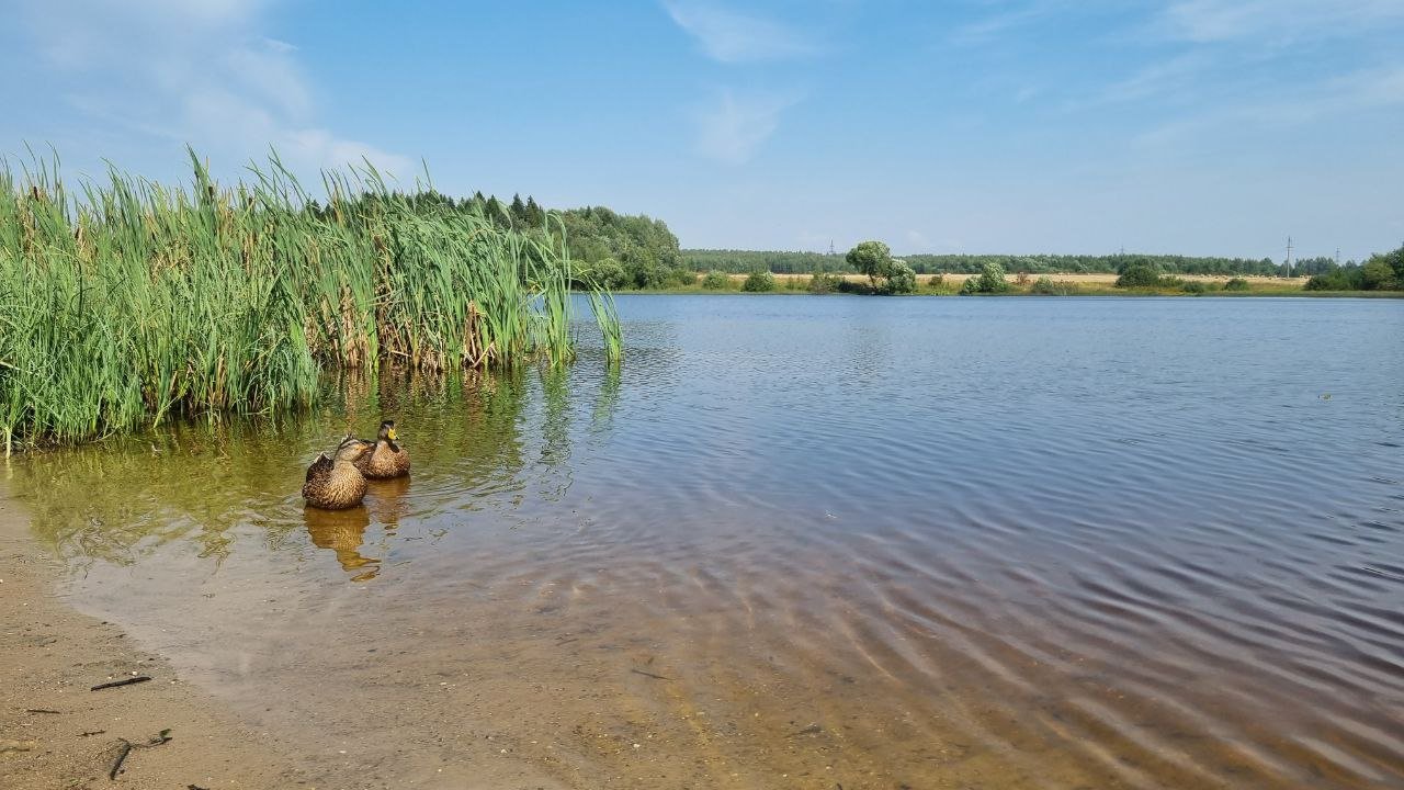 В Дмитрове прокуратура проведет проверку качества воды в реке Старая Яхрома