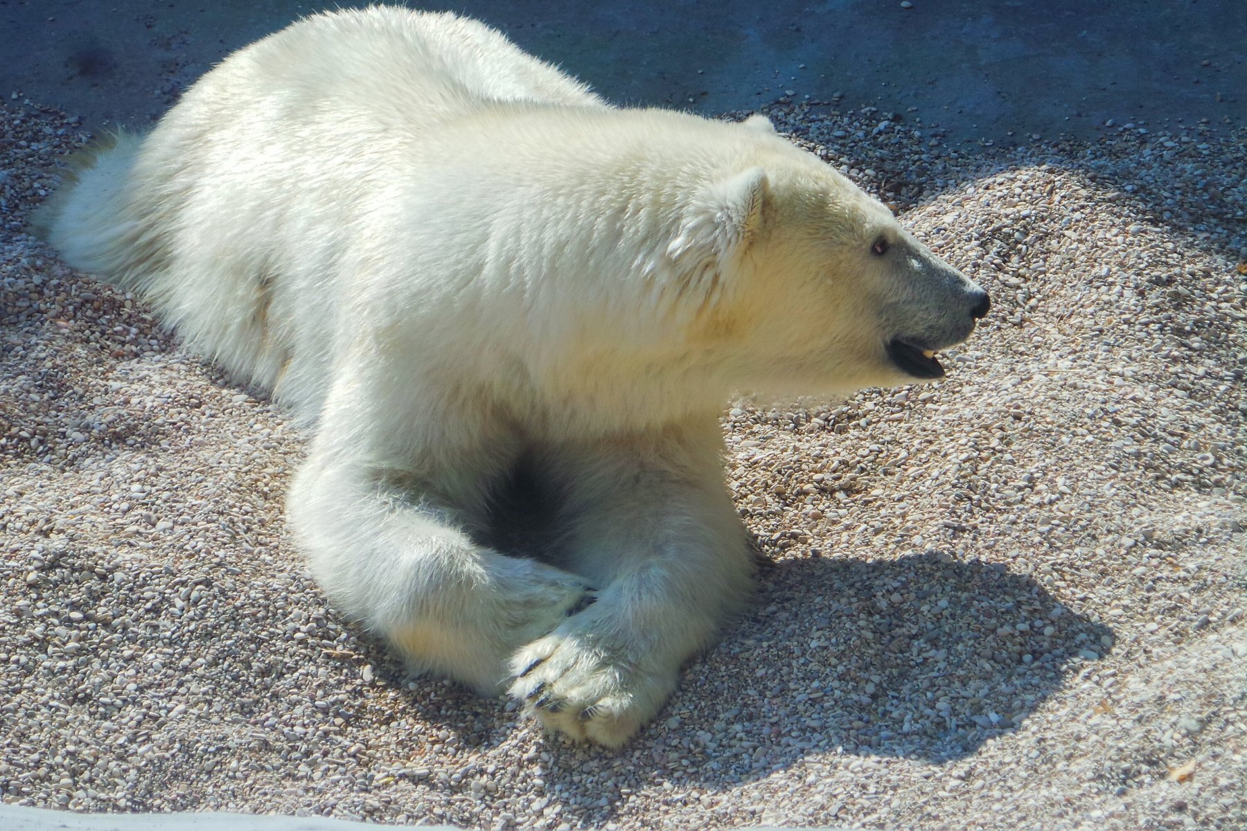 В Московском зоопарке рассказали о состоянии раненого на Диксоне медведя 