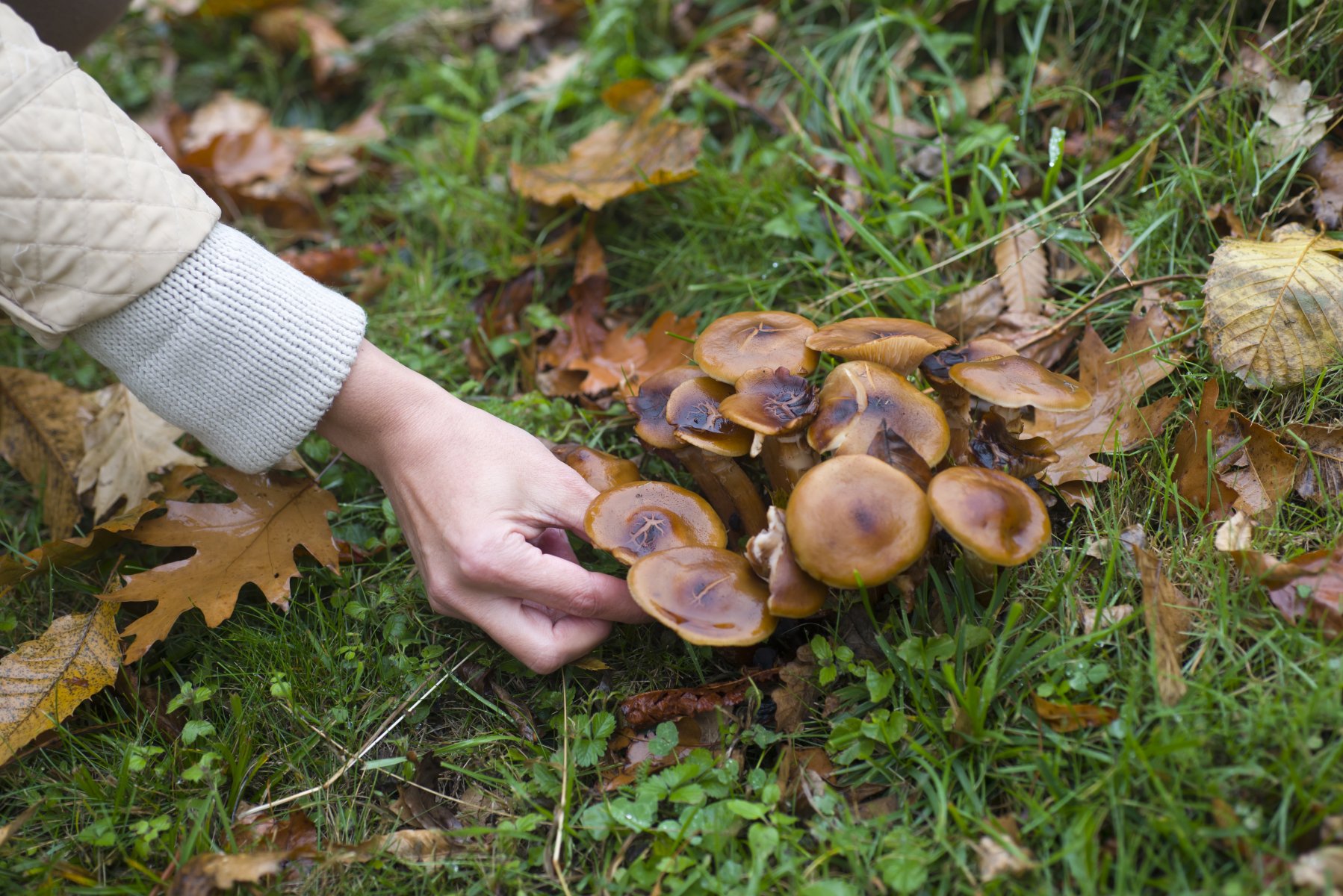 Какие грибы собирают в апреле. Грибы в Подмосковье. Грибы в лесу опята. Лже грибы.