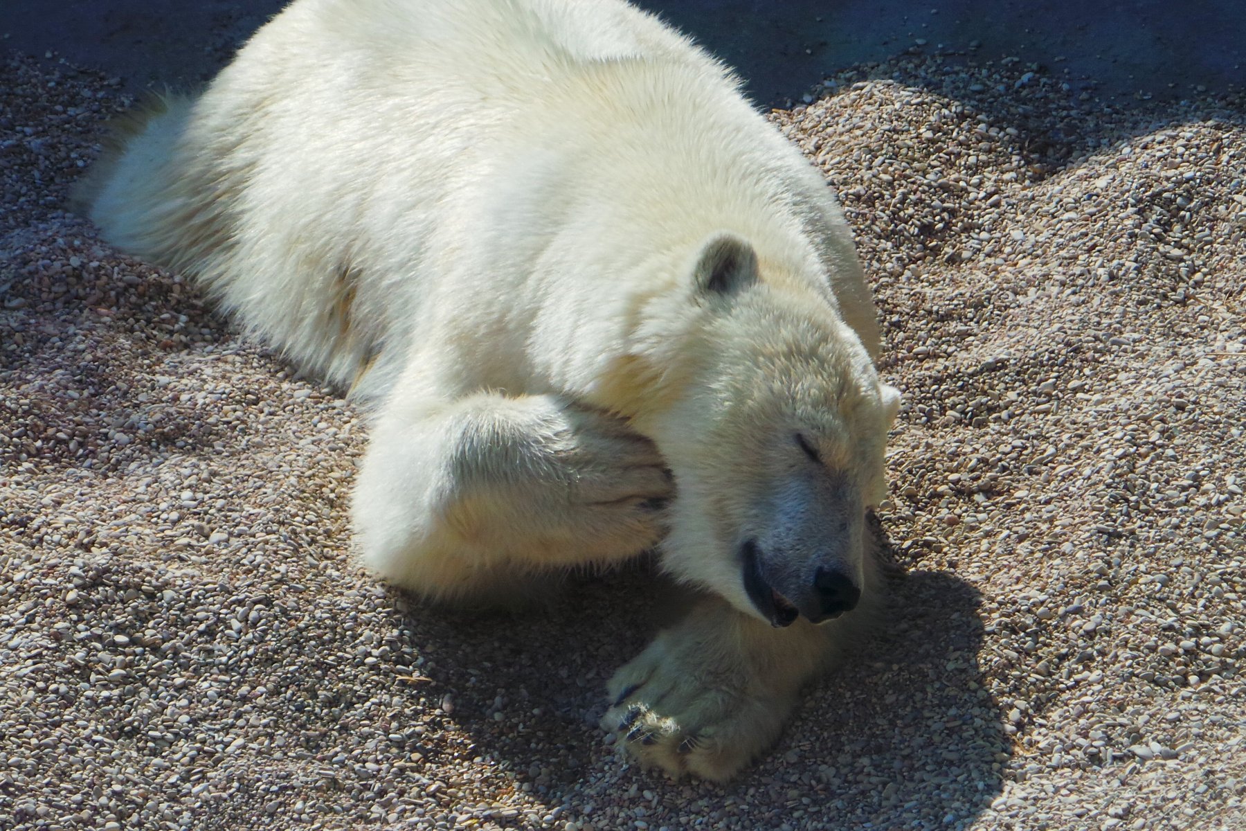 Специалисты Московского зоопарка рассказали о состоянии раненого медведя 