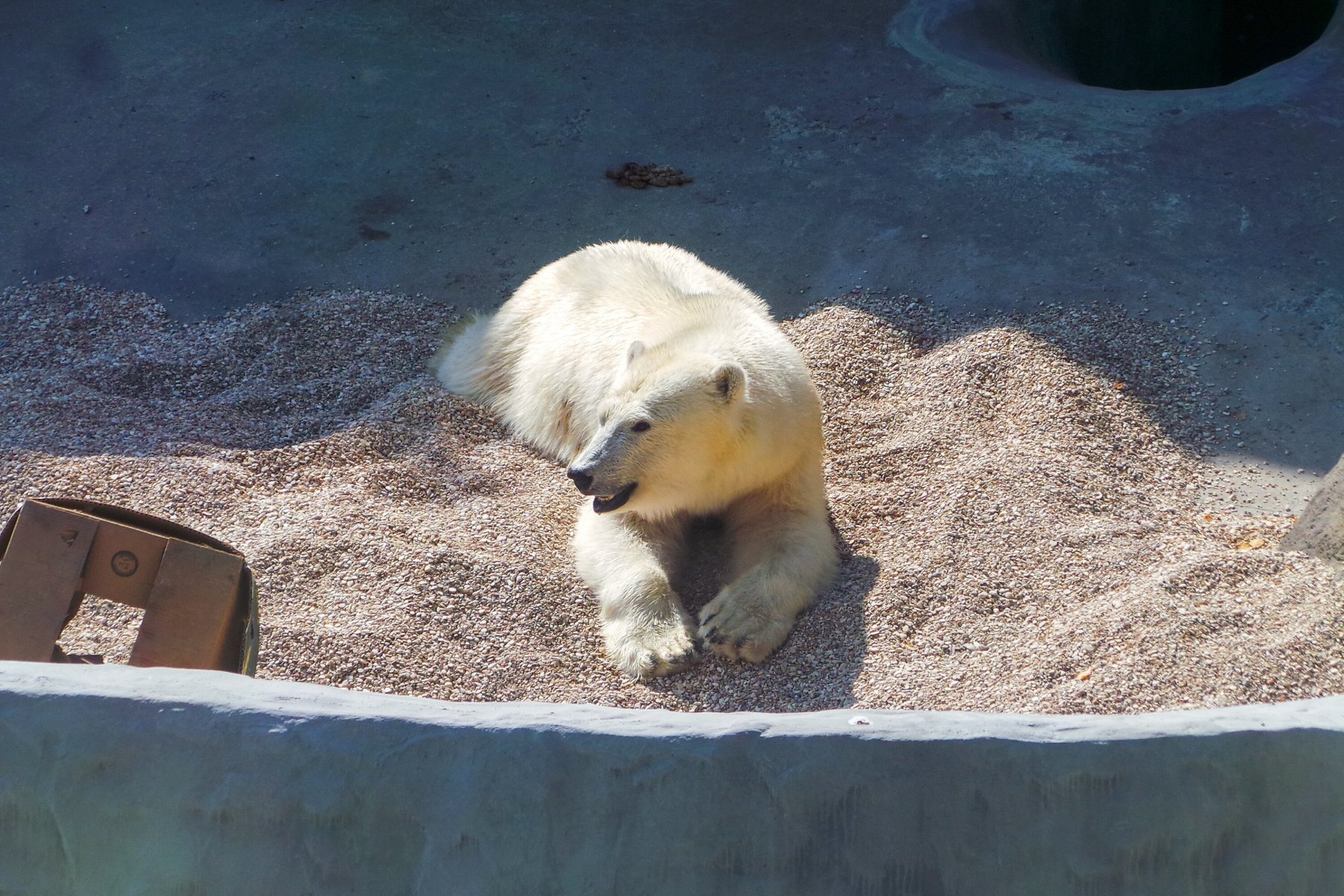 В Московском зоопарке рассказали, что белый медведь с острова Диксон больше не сможет ходить 