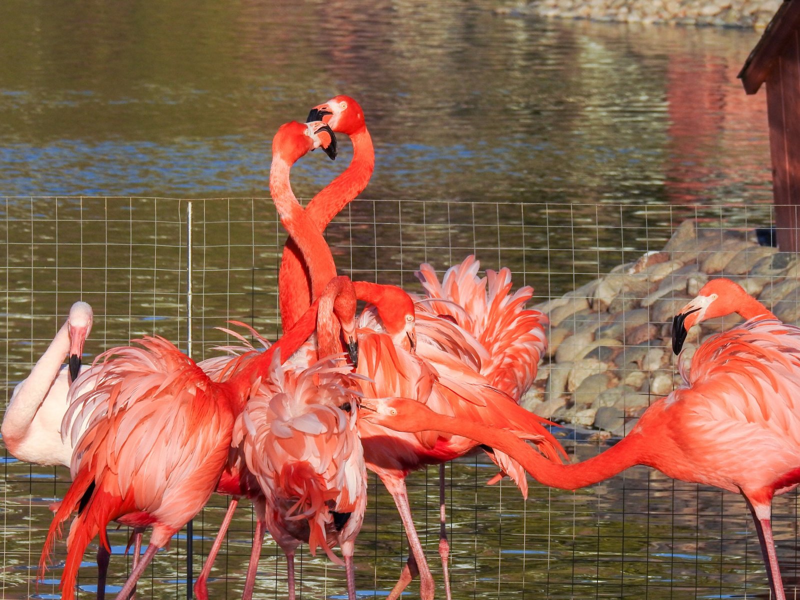 В зоопарке Москве появились на свет птенцы фламинго