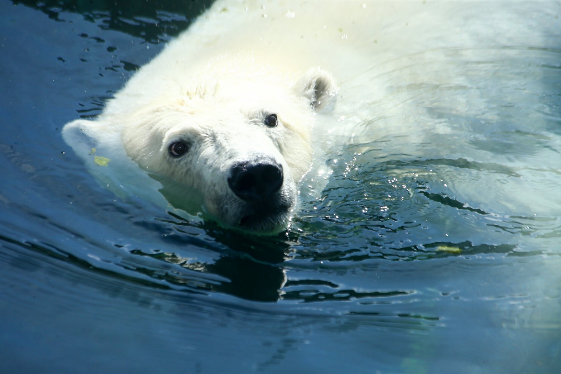 В Московском зоопарке состоялся врачебный консилиум по поводу раненого медведя 