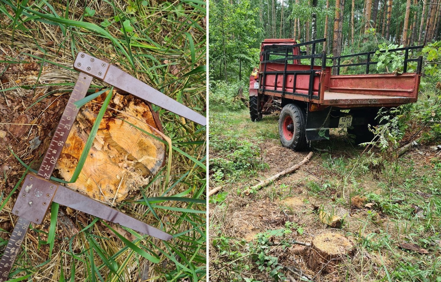 В Подмосковье с начала года возбуждено уже 34 уголовных дела о незаконной рубке леса